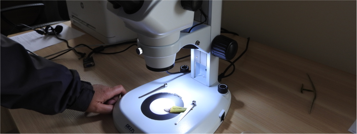 Na stole leży mikroskop ustawiony na roślinę, która znajduje się na powierzchni przeznaczonej do powiększenia.