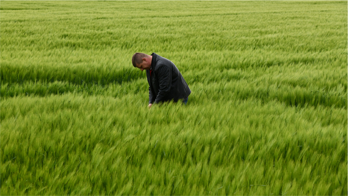 Pochmurny dzień. Młody mężczyzna, Krystian Szyler, stoi po pas w polu i przegląda uprawę.
