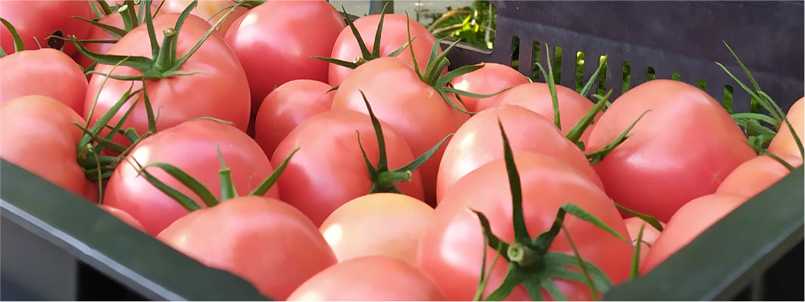 W czarnej skrzyni leżą czerwone pomidory. Nad nimi widać pnącza, na których rosną pomidory.